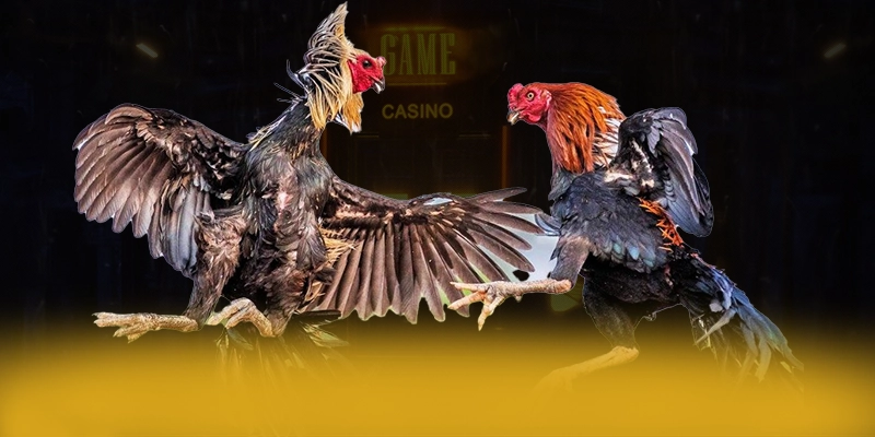 VWIN - Lời kết đầy ấn tượng một cách tổng quan.