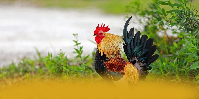 
Trải nghiệm CONGA6789 - Cổng game được yêu thích nhất trên thị trường
