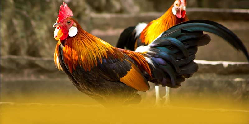 GEM88 - Ứng dụng giải trí minh bạch được đánh giá cao – Trải nghiệm GEM88