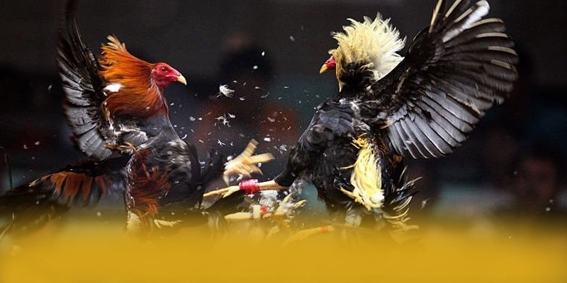 GEM88 - Thương hiệu giá trị nhất 2025 – Cập nhật ngay GEM88