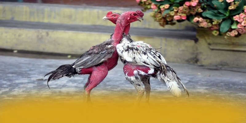 KKWIN - Trang game được đánh giá cao về chất lượng được đánh giá cao – Khám phá ngay các trò chơi tại KKWIN