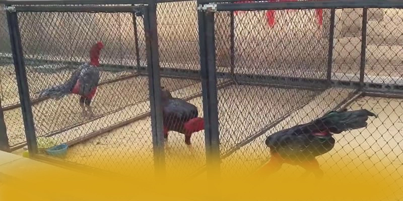 KKWIN - Cổng giải trí với chương trình tri ân lớn hiện nay – Điểm qua KKWIN