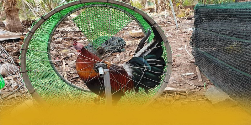 RR99 - Ứng dụng giải trí mang đến thế giới game đa dạng trên thị trường – Tìm hiểu thêm về các sản phẩm của RR99